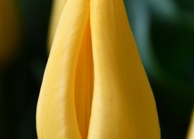 Tulipa Yellow Flight ® (4)
